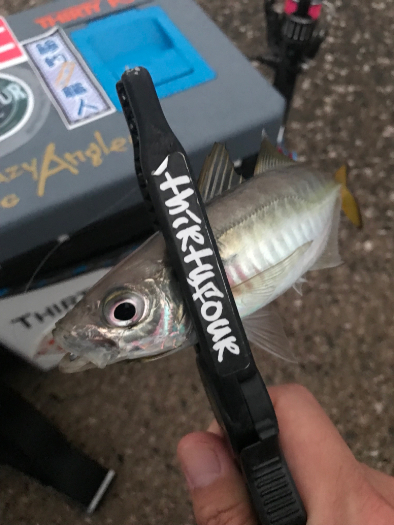 ご無沙汰アジング