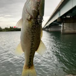 ダイソーVJ炸裂！