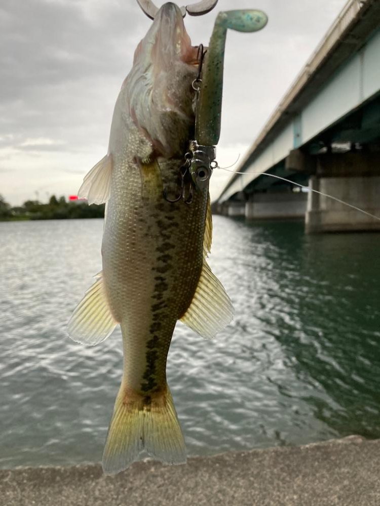 ダイソーVJ炸裂!