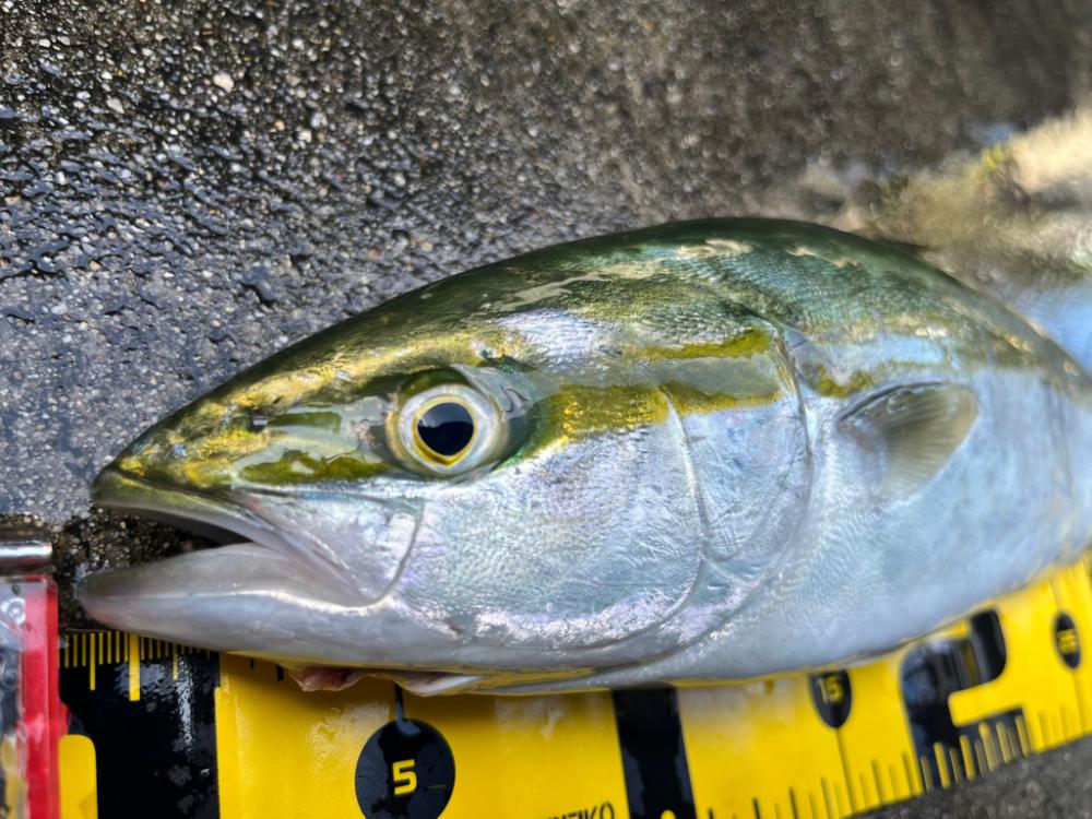 大阪湾ショアジギング