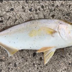 隠岐島でネリゴ！