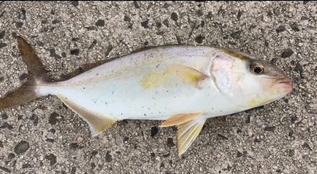 隠岐島でネリゴ！