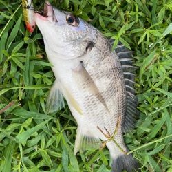 キビシートップチニング