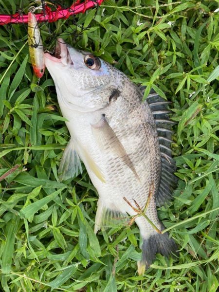 キビシートップチニング