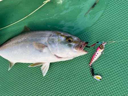 短時間オフショアでシオ6匹