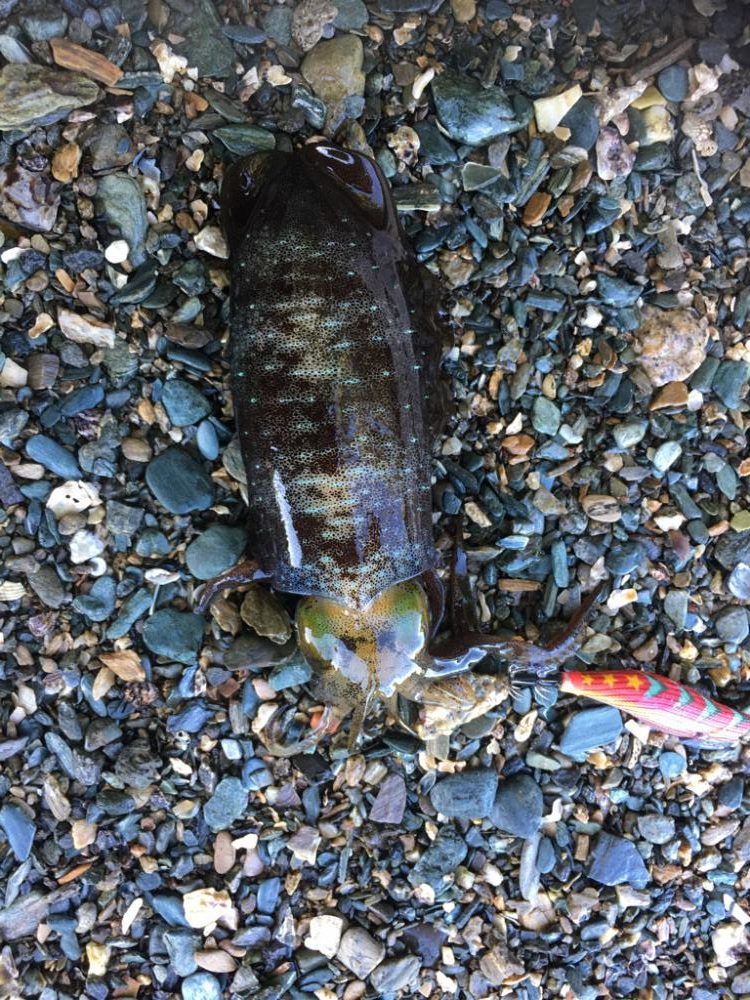 第四回雰囲気あります