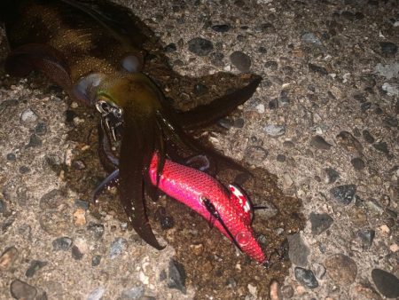 墨族エギが最強なのを立証してきた。