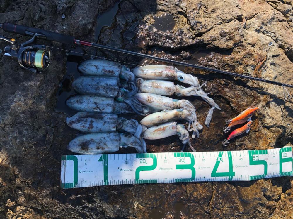 2022 佐渡ヶ島エギング 8回目