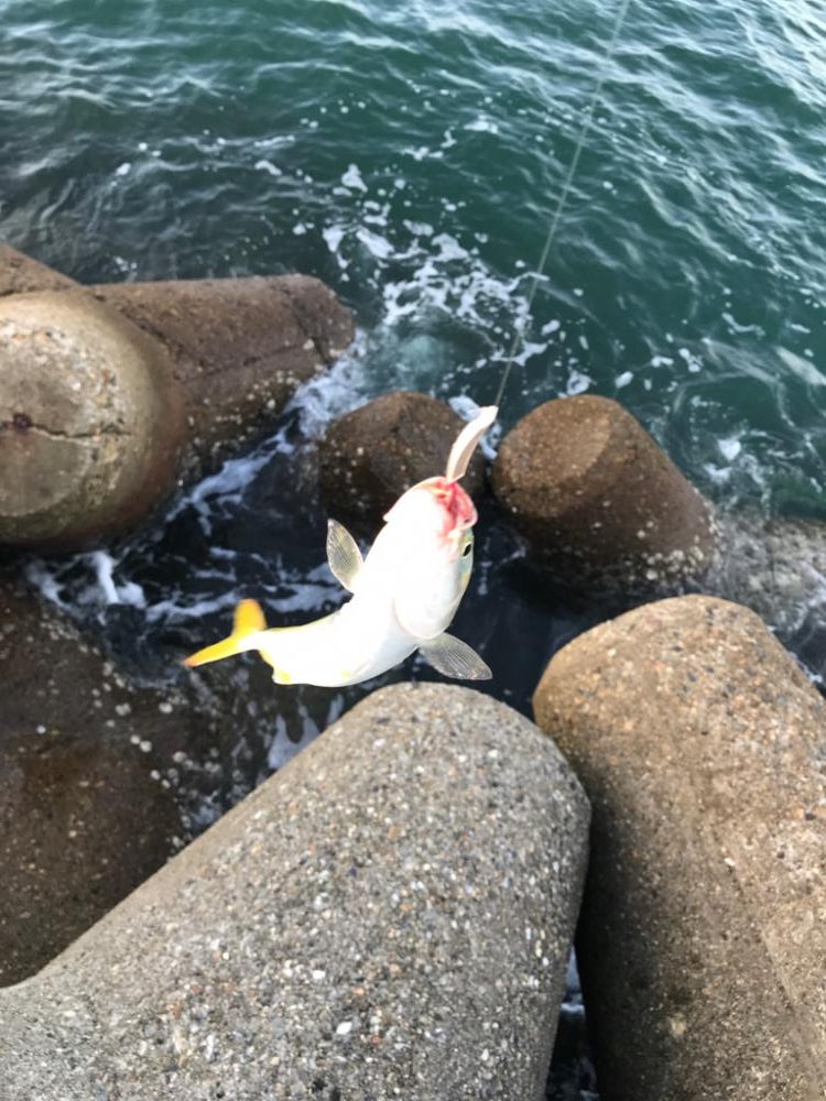 マイクロベイトパターン