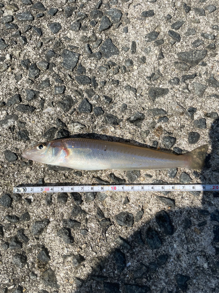 引き釣り出来なくて……