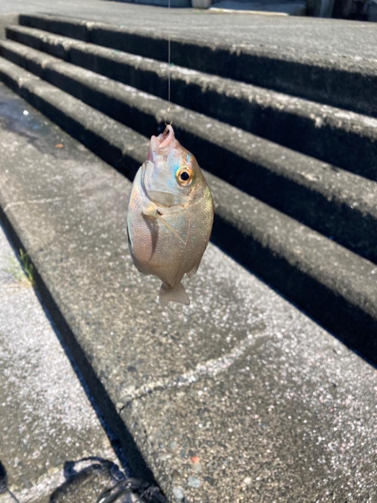 イカはおらず、いつも通りの小物釣り