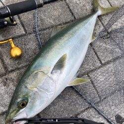 ギリメジロ63cm。そして小鯖。。