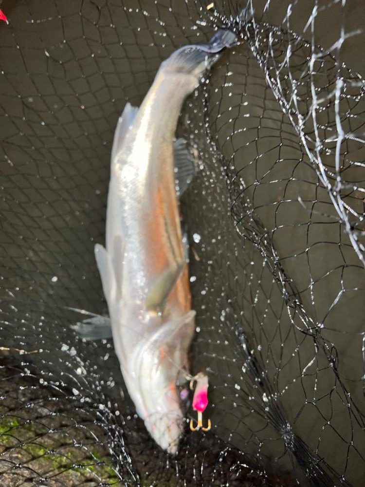 バイブレーションの釣り
