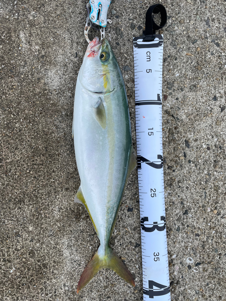 まだ小さいツバス！