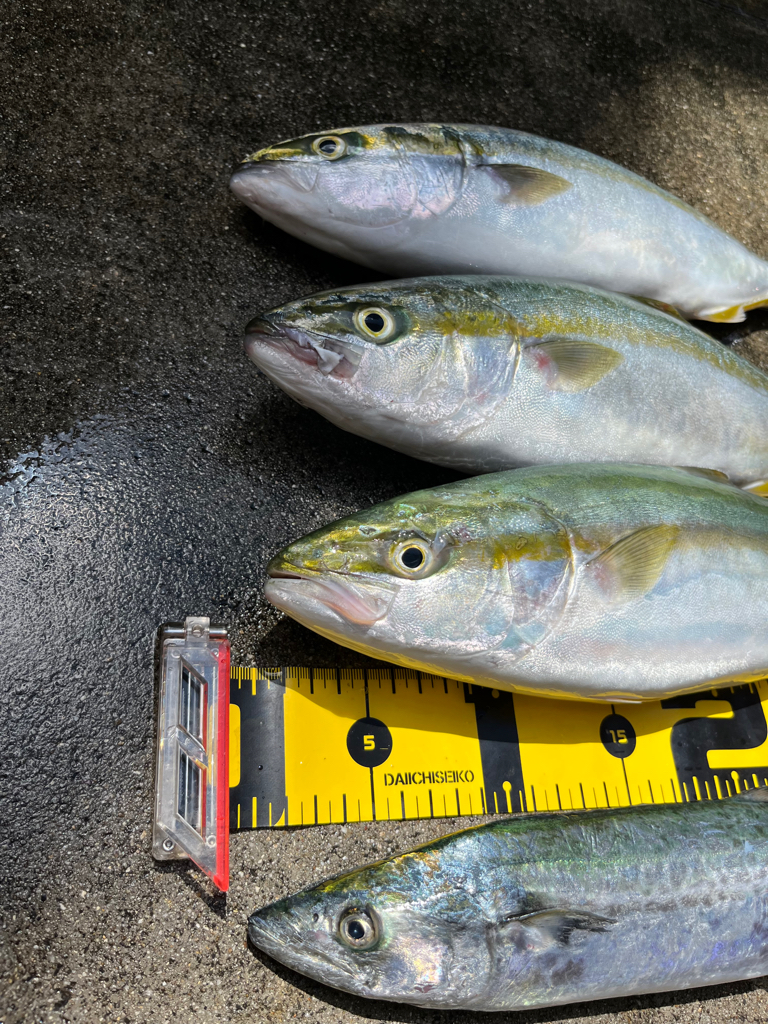 大阪湾 青物開幕