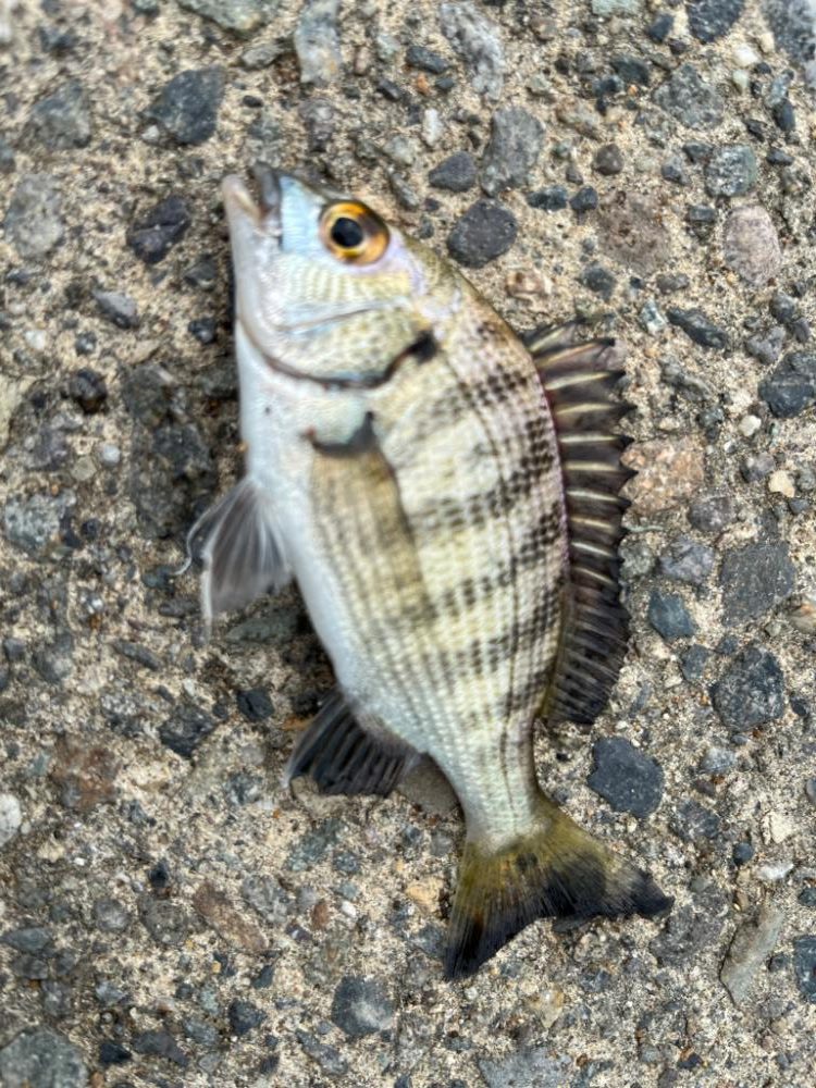 旅行ついでの短時間釣行