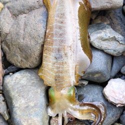 エギング日和☀️…