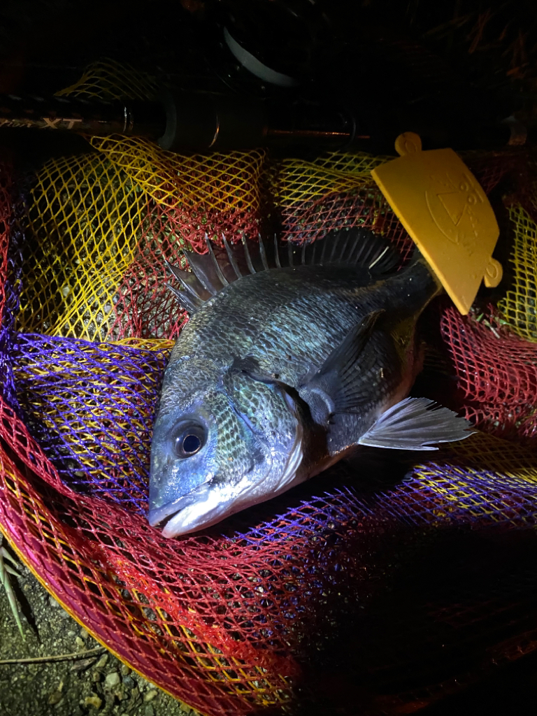 ヘチってきました