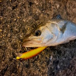 強波動の力恐るべし