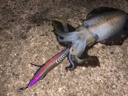 懲りずにエギング修行！