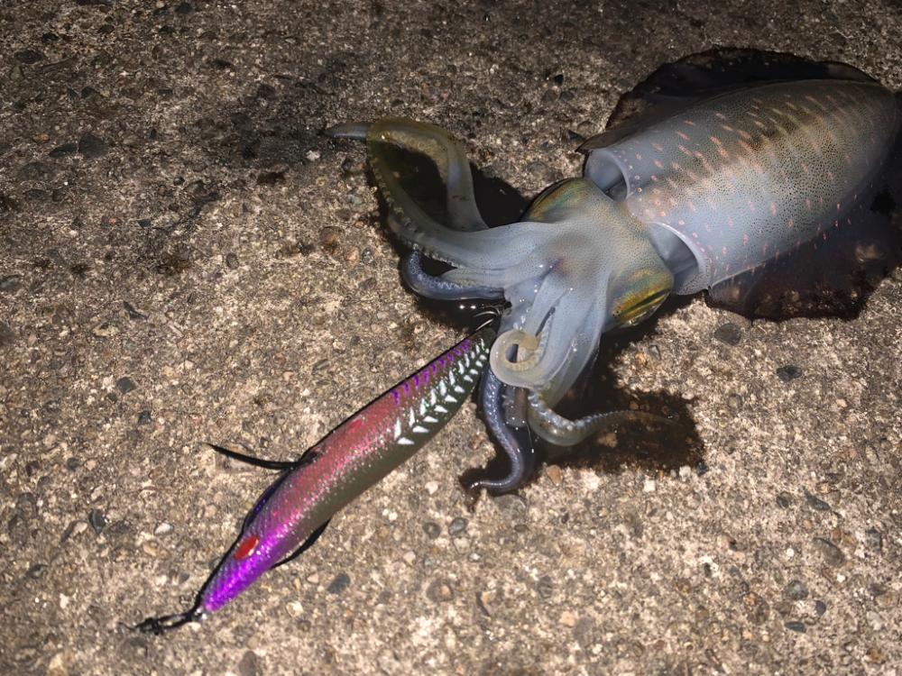 懲りずにエギング修行!