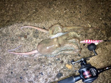 【タコング】台風後釣行