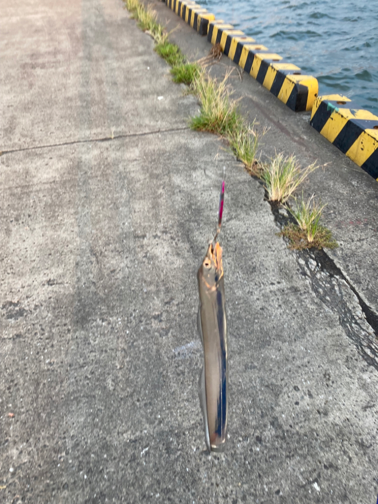 タチウオ数釣り