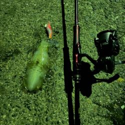 今年初エギング