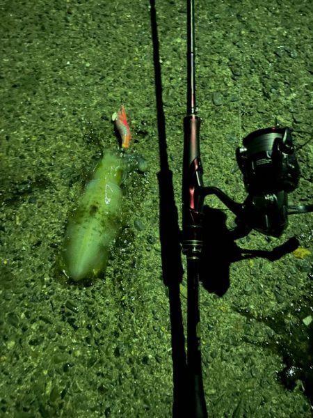 今年初エギング