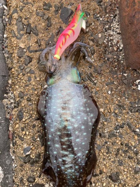 隠岐で餌木蔵炸裂！