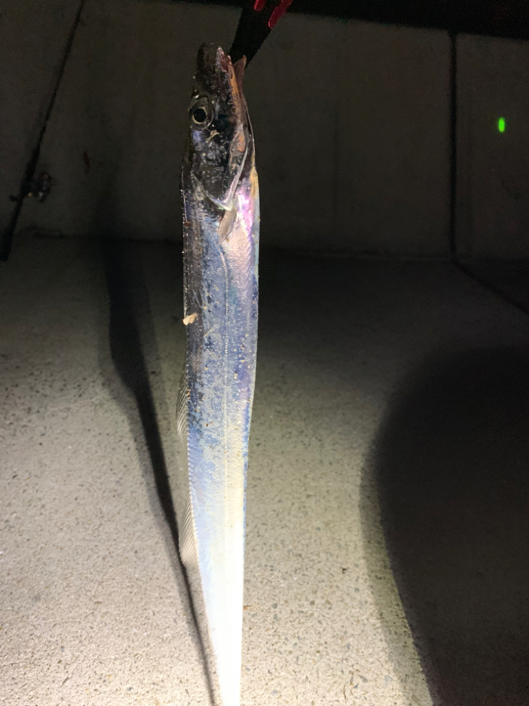 久しぶりの太刀魚