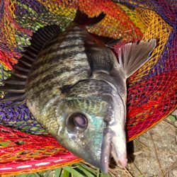 ヘチってきました