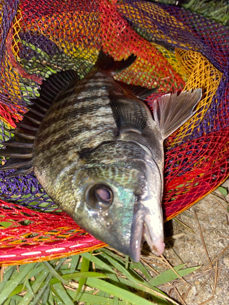 ヘチってきました