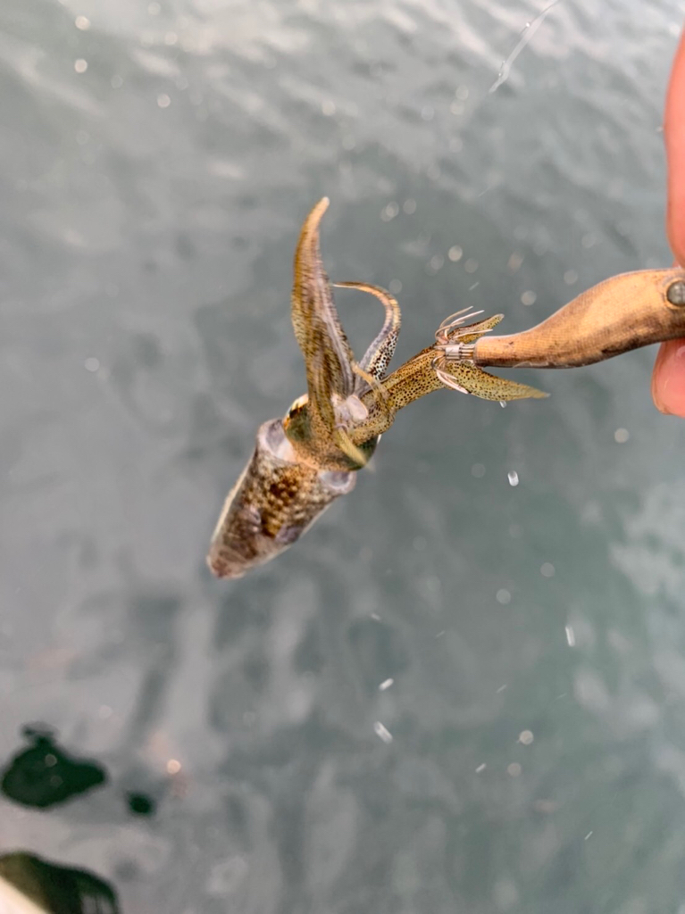 久しぶりの和歌山でイカ釣り!