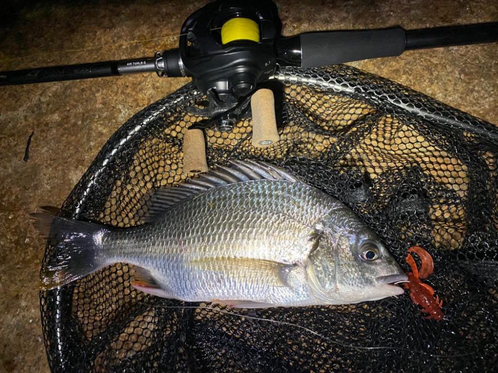 昼2匹夜5匹プラスサバ