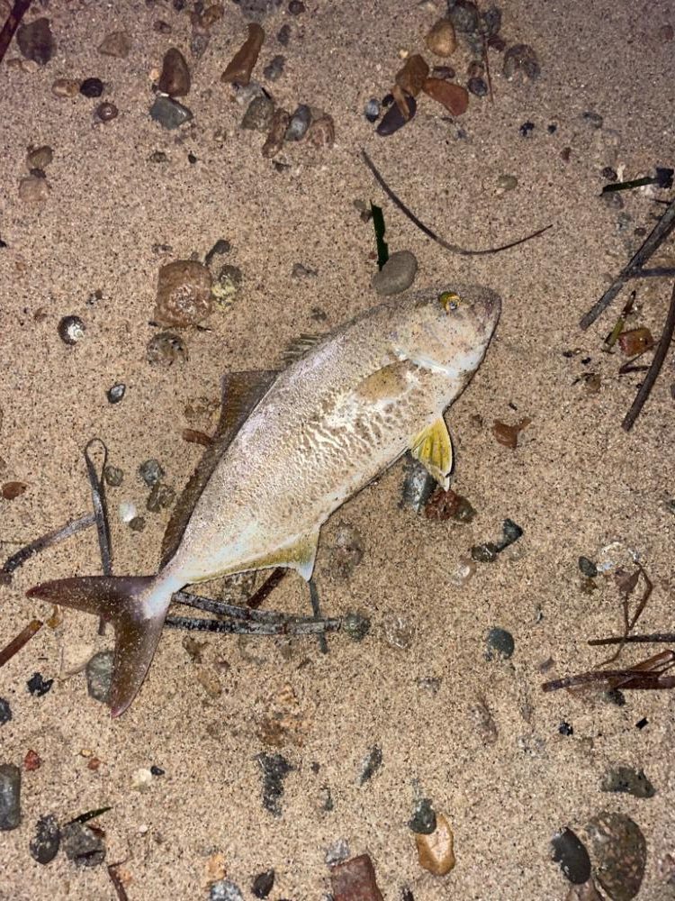 台風明けサーフ