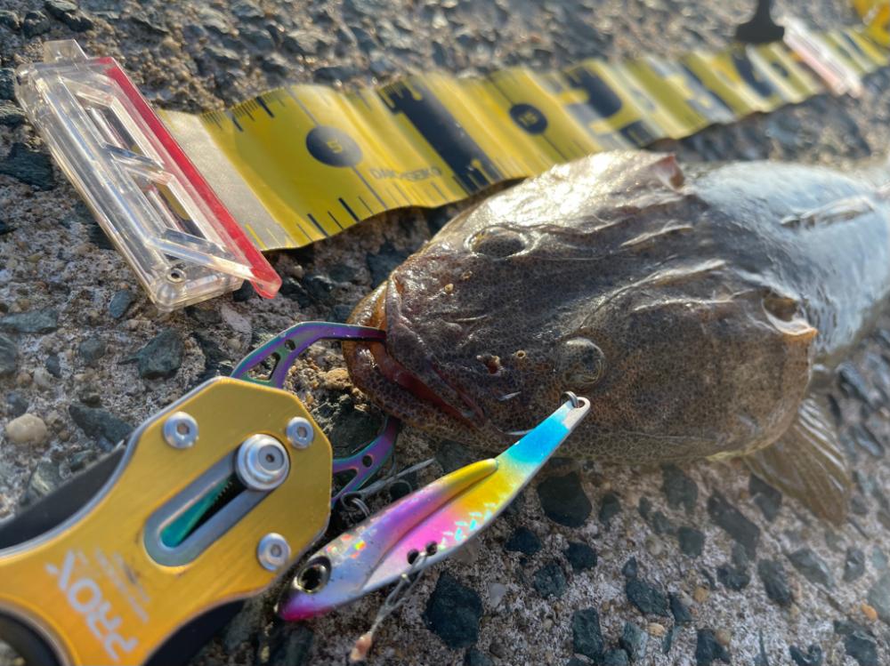 ズンズン引いてくれたマゴチ君