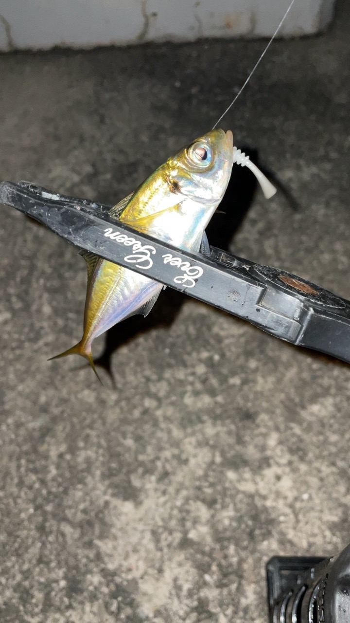 豆アジング修行