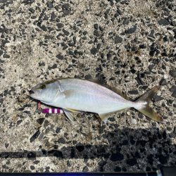 ライトショアジギング