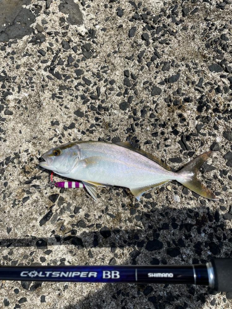 ライトショアジギング