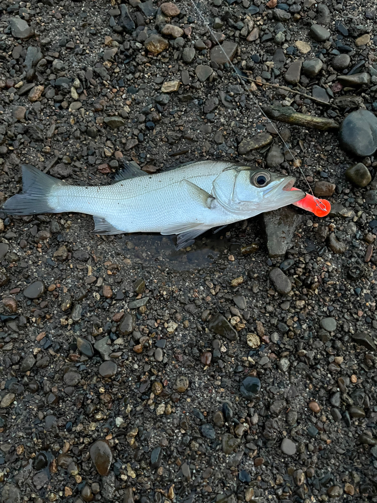 君も立派なフィッシュイーター。