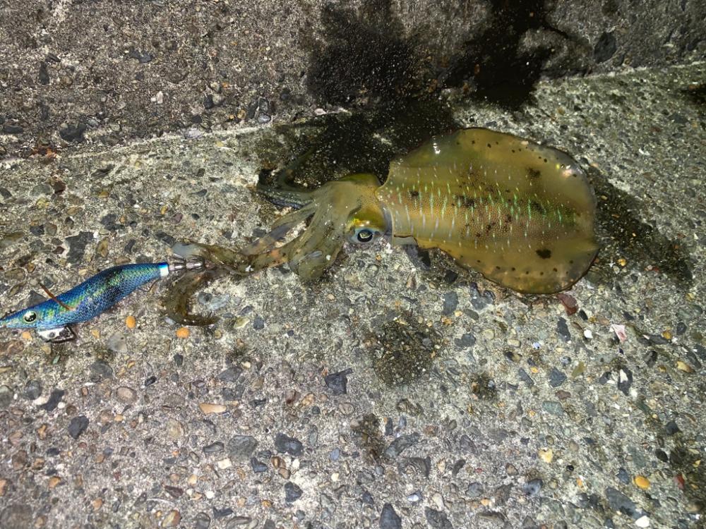 今年はまだ早い?