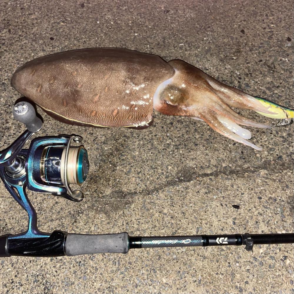 ナイトエギング