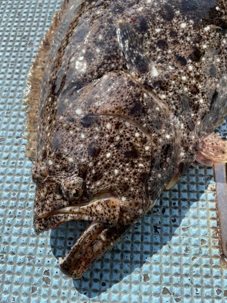 船ヒラメ釣り