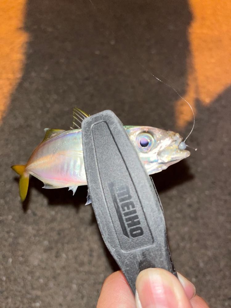 アジング連続釣行