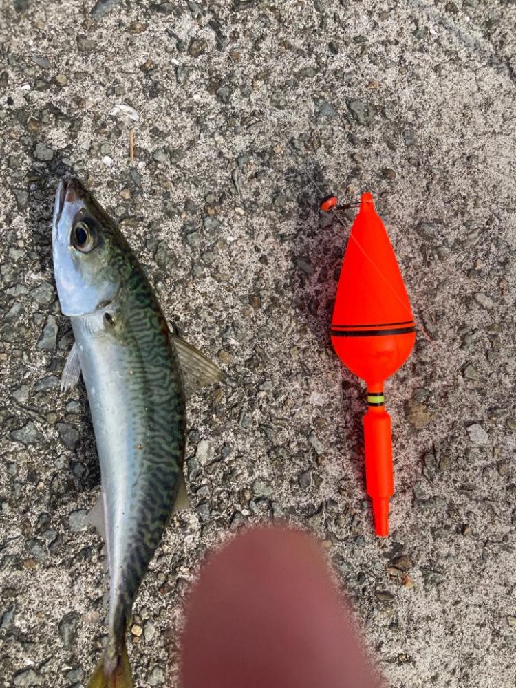 サヨリ釣りin西宮ケーソン