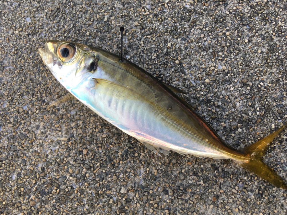 台風通過中、ちょい釣行