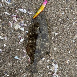 フラットフィッシュ