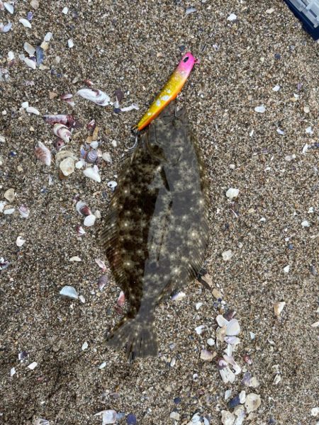 フラットフィッシュ