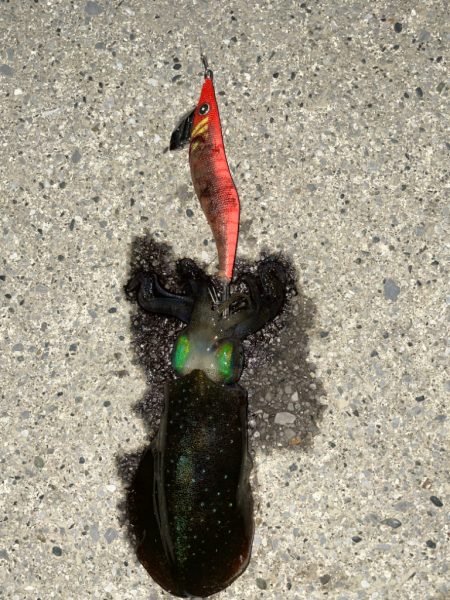 常夜灯なしエリアでの釣行